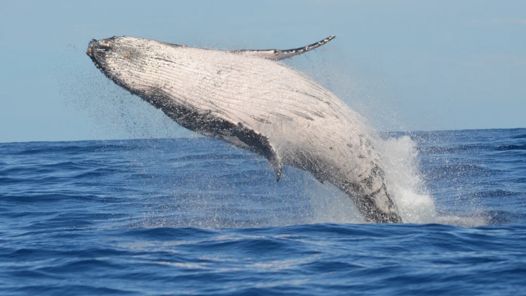 El avistamiento de ballenas en Nuquí es una de las experiencias imperdibles en el Pacífico colombiano