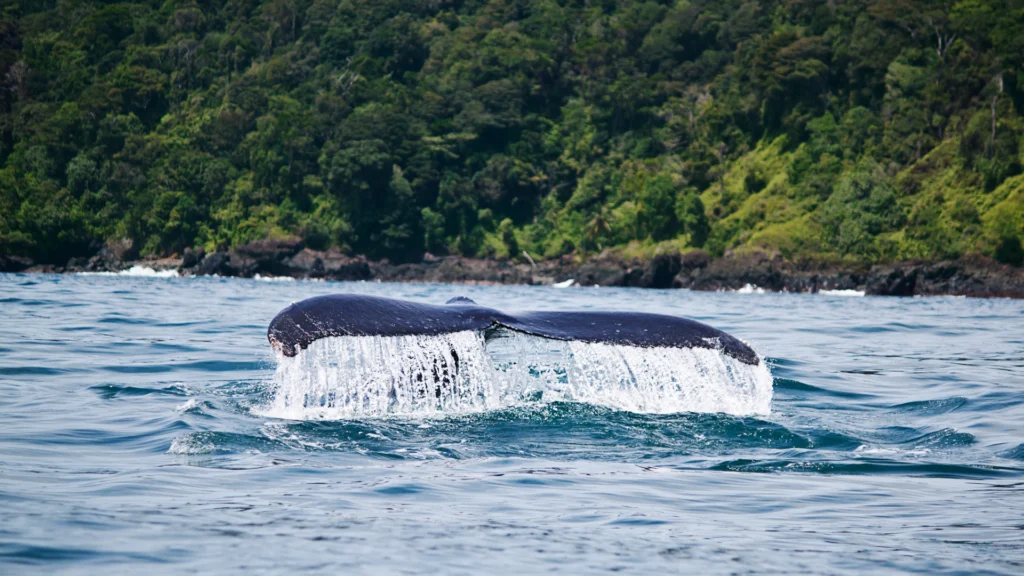 Las colas de las ballenas jorobadas son comunes de ver en el mar de Nuquí entre julio y noviembre de cada año