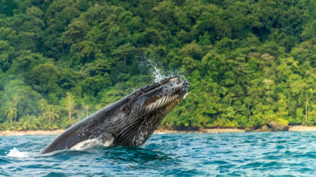 El Avistamiento de ballenas en Nuquí es una experiencia natural inolvidable