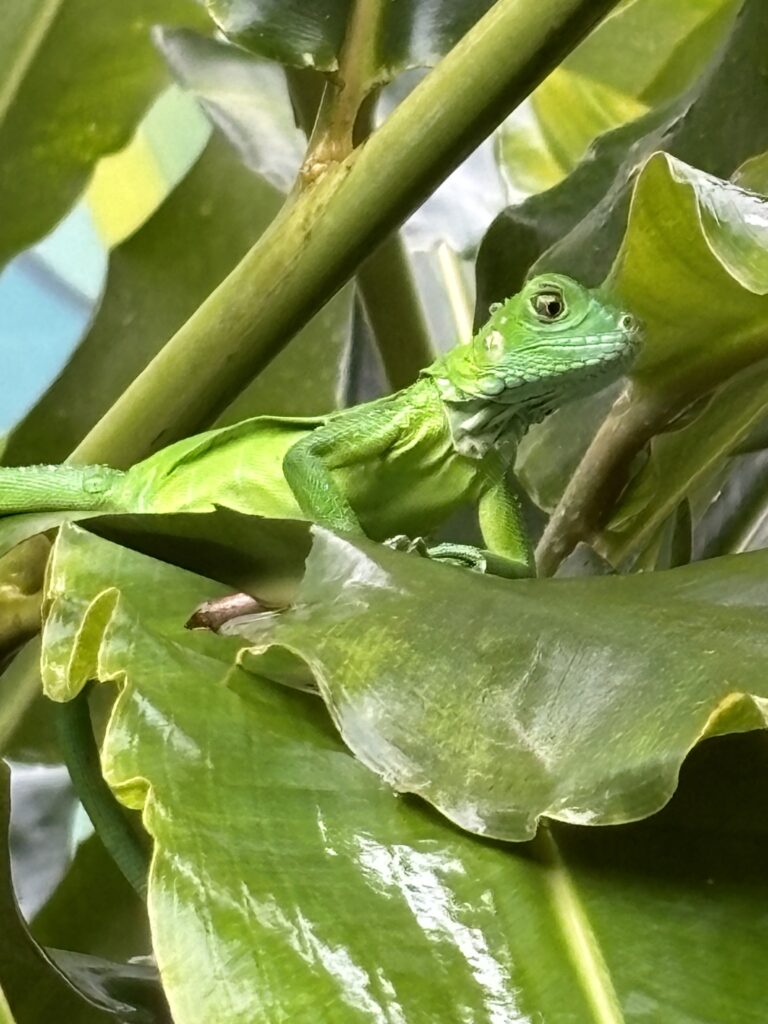 Iguana verde juvenil, lagarto arbóreo nativo de zonas tropicales