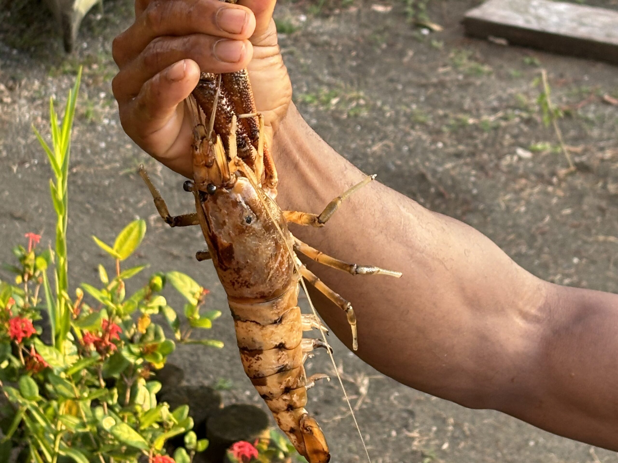 Freshwater Crustacean (Prawn/Crayfish) que se pescan en Nuquí Chocó