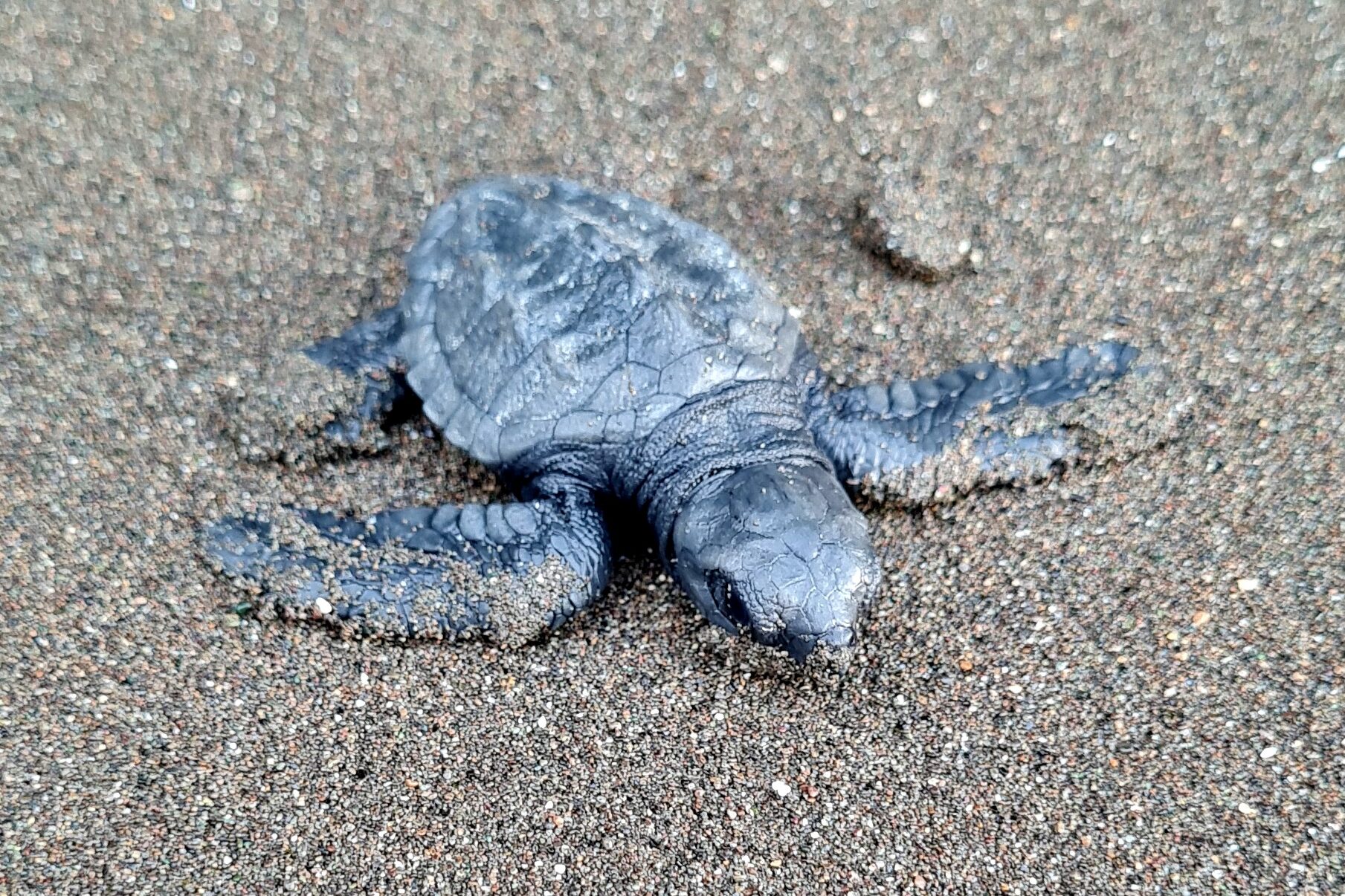 Tortuga recién eclosionada en Nuquí, Chocó