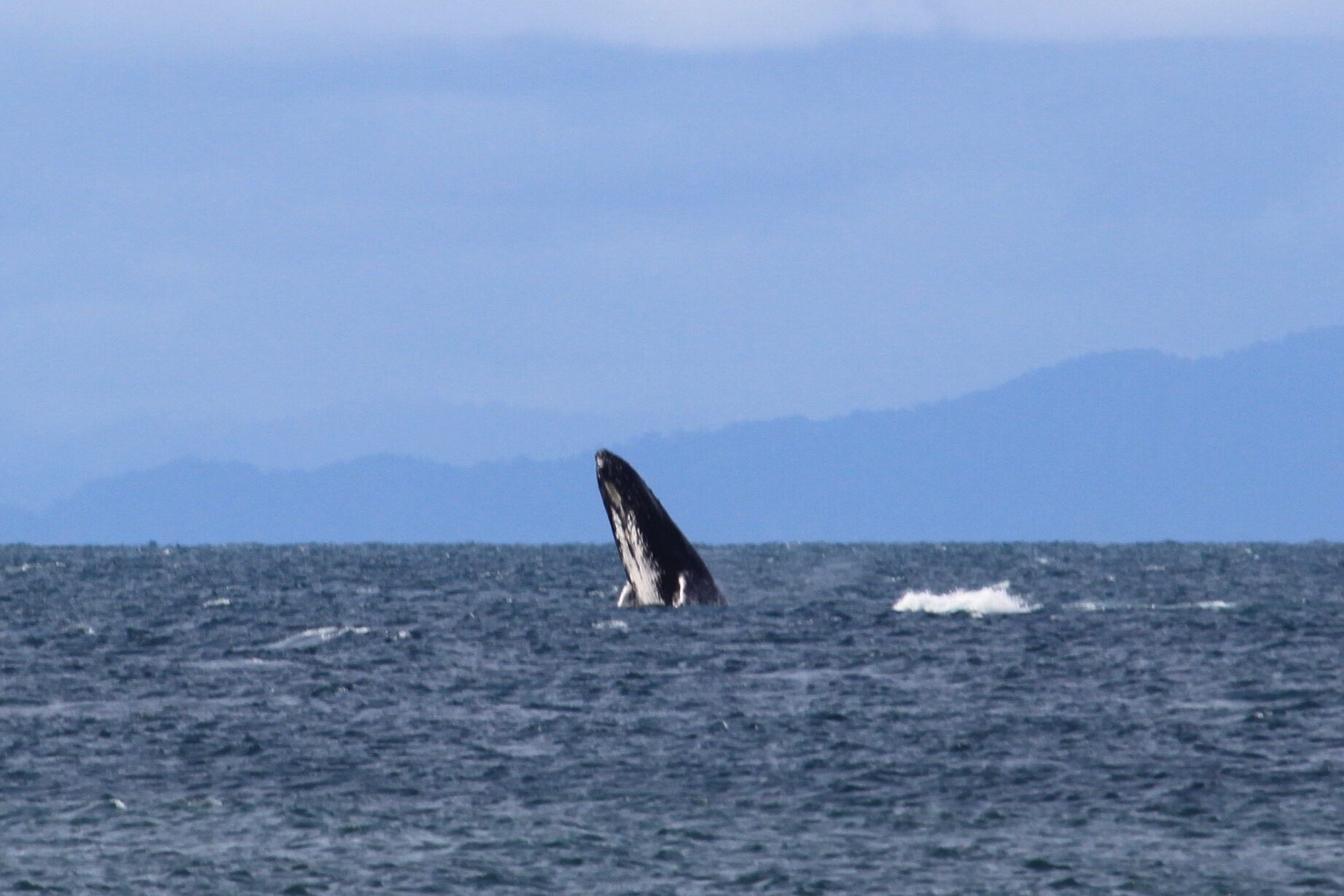 Ballenas en temporada vistas en Nuquí, Chocó